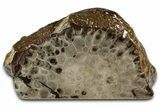 Free-Standing, Petoskey Stone (Fossil Coral) Section - Michigan #356996-1